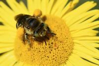 Tetralonia alticincta