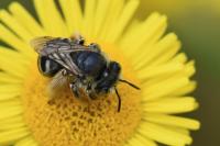Tetralonia alticincta