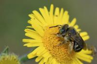 Tetralonia alticincta