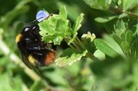 Bombus pratorum
