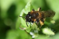 Andrena bicolor