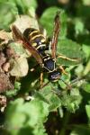 Polistes nimpha