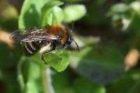 Andrena bicolor