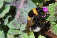 Bombus hortorum