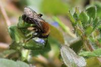 Andrena bicolor