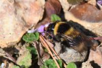 Bombus hortorum