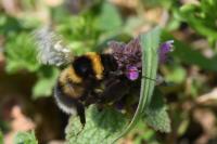 Bombus hortorum