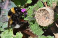 Bombus hortorum