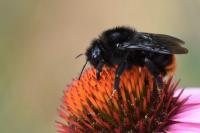 Bombus rupestris