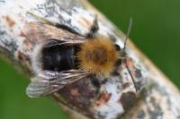 Bombus hypnorum
