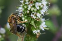 Andrena dorsata