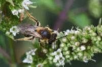 Andrena dorsata