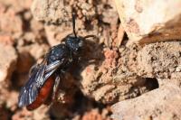 Sphecodes albilabris