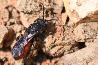 Sphecodes albilabris