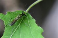 Rhogogaster scalaris