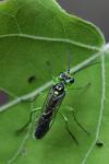 Rhogogaster scalaris