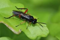 Macrophya diversipes