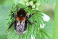 Bombus hypnorum