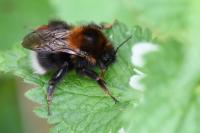 Bombus hypnorum