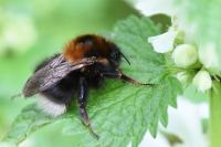Bombus hypnorum