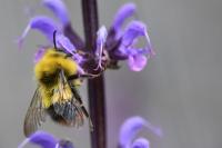 Bombus pratorum