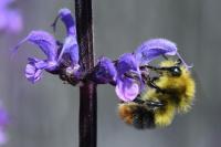 Bombus pratorum