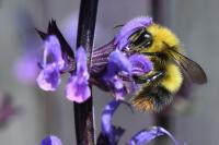 Bombus pratorum