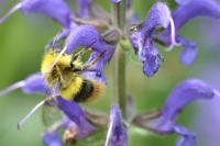 Bombus pratorum