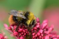 Bombus pratorum