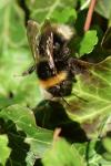 Bombus sylvestris