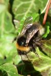 Bombus sylvestris