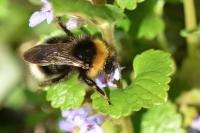 Bombus sylvestris
