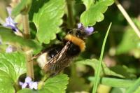 Bombus sylvestris