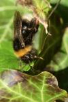 Bombus sylvestris