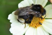 Bombus vestalis