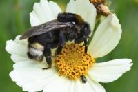 Bombus vestalis