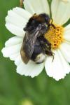 Bombus vestalis