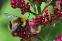 Bombus pratorum