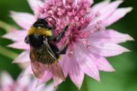 Bombus vestalis