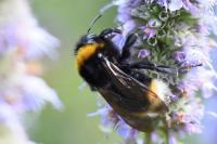 Bombus vestalis