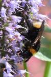 Bombus vestalis