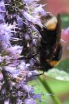 Bombus vestalis