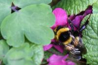 Bombus hortorum
