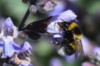 Bombus hortorum