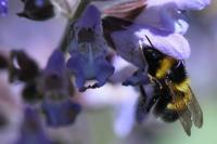 Bombus hortorum