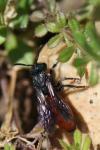 Sphecodes albilabris