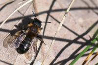 Andrena bicolor