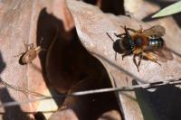Andrena bicolor