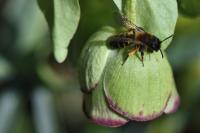 Andrena bicolor