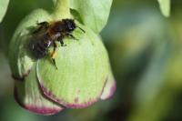 Andrena bicolor